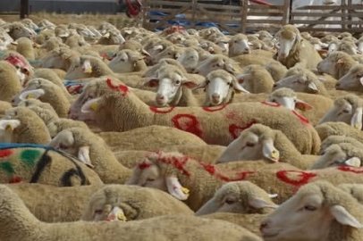 TİGEM Anadolu Tarım İşletmesi’nde 3 Bin Kuzu Bekleniyor