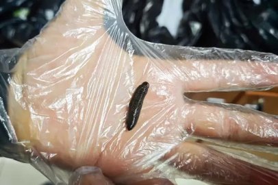 Kayseri Havalimanı’nda 25 Bin Kaçak Sülük Ele Geçirildi