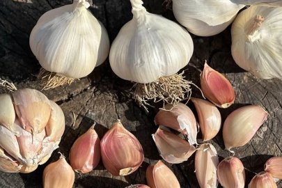 Çorum Üyük Sarımsağı Coğrafi İşaret Tescili Aldı