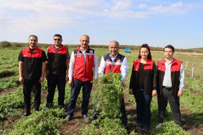 Gaziantep, Türkiye Nane Üretiminin Yüzde 78,8’ini Karşılıyor