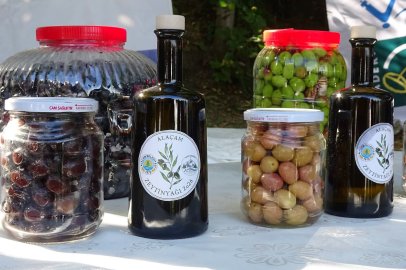 Alaçam’da Zeytin Üretimi Gelişiyor