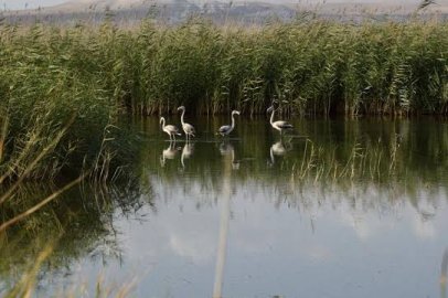 Eskişehir’in Tek Tescilli Sulak Alanı Balıkdamı’nda 3 Yıllık Onarım Projesi Tamamlandı