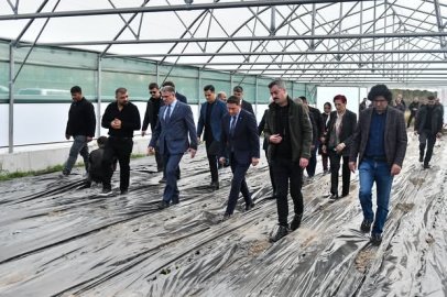 Van'da 200 Adet Çilek Serası Kurulacak