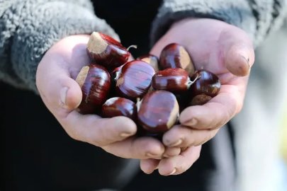 Kestane Üreticilerinin Yüzü Gülüyor