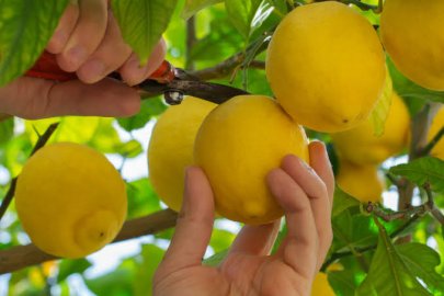 TZOB Ekim Ayı Raporunu Açıkladı: Limon Üreticide 3,90 TL, Markette 42,87 TL!