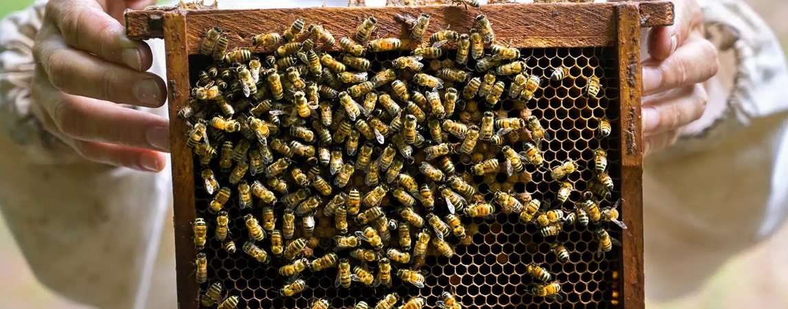 20 Mayıs Dünya Arı Günü’nde Üreticiler Dertli