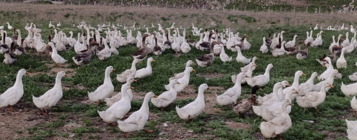 Türkiye’nin İlk Organik Kaz Yetiştiriciliği Projesi Kars’ta 
