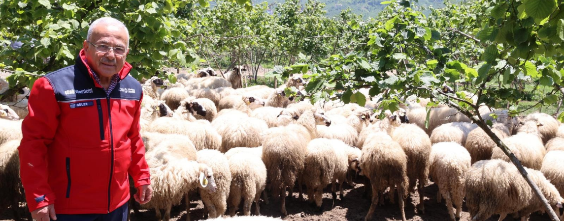Damızlık Küçükbaş Hayvan İşletmesi Fabrika Gibi
