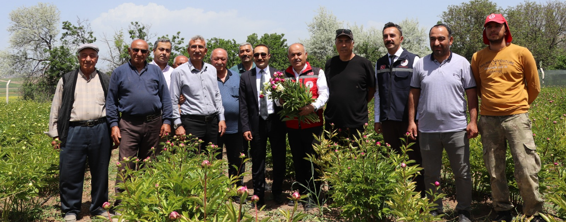Gemerek'te Şakayık Hasadı Başladı