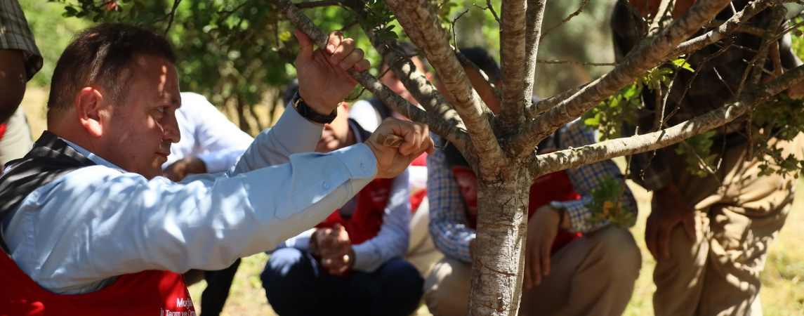Muğla'da Sakız Hasadı 