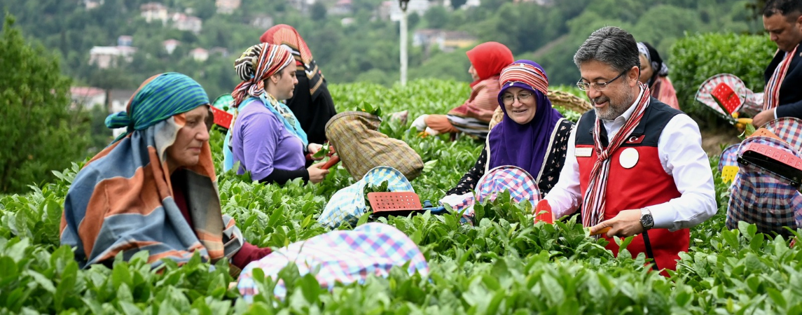 Bakan Yumaklı Çay Hasadına Katıldı