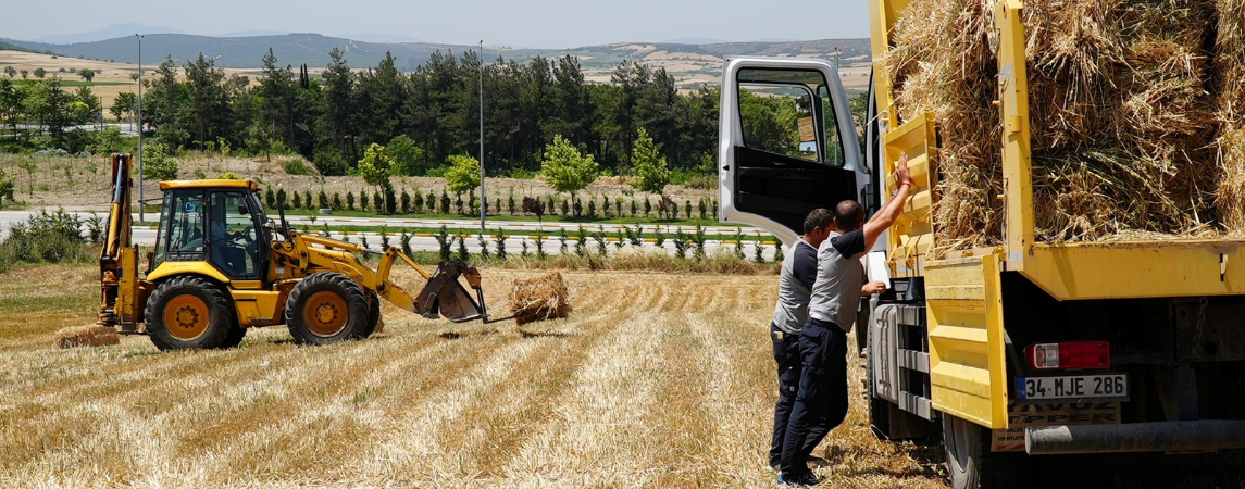 Balıkesir Büyükşehir Küçükbaş Hayvanların Kaba Yem İhtiyacını Karşılıyor
