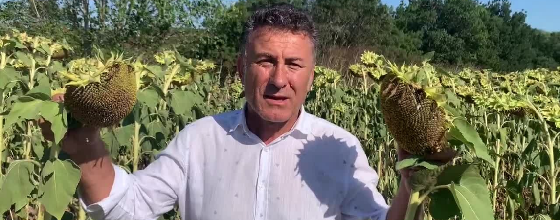 Ayçiçeğinde Alım Fiyatı Maliyetin Altında!