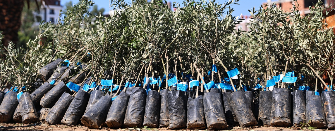 Antalya Büyükşehir'den Üreticiye Zeytin Fidanı Desteği 