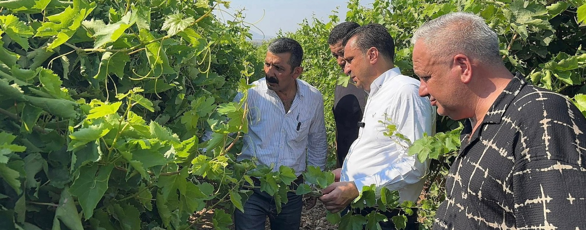 Üzüm Üreticisi Dert Yandı; Emeğimiz Hiçe Sayılıyor!