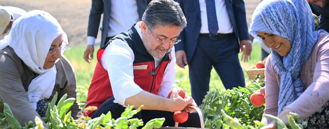 Bakan Yumaklı Ayaş'ta Domates Hasadına Katıldı