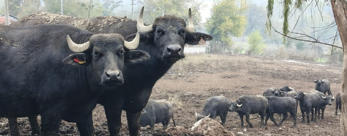 Kocaeli’de Manda Sayısı Artıyor 