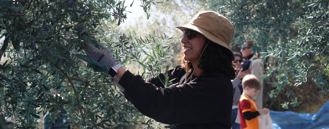 Mudanya'da Zeytin Hasadı Sezonu Başladı 