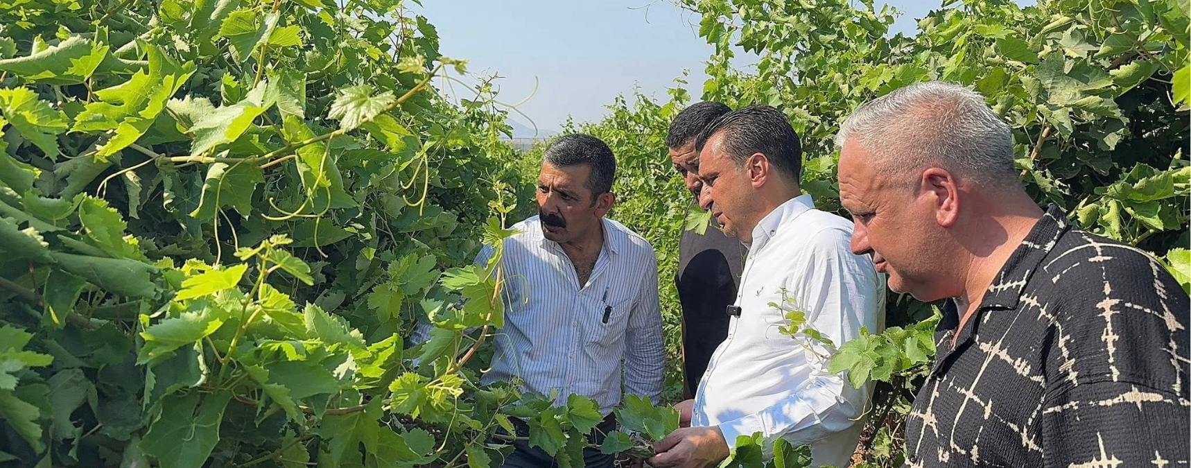 CHP'li Başevirgen'den TMO'ya Üzüm Fiyatı Çağrısı