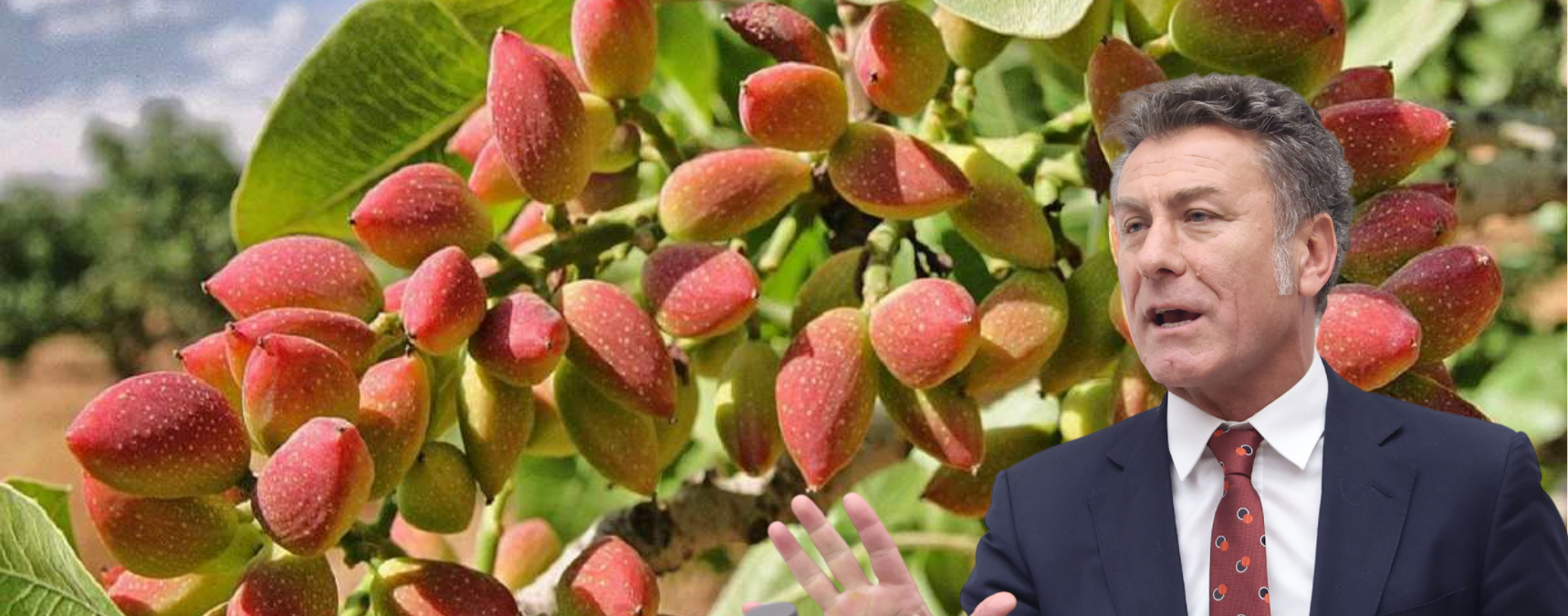 Fıstıkta İthalat Kararı Çiftçiye Ağır Darbe Vurur!