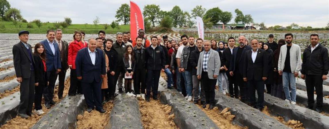 Bilecik'te Çilek Yetiştiriciliği Gelişiyor