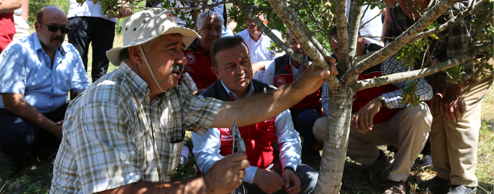 Muğla'da Sakız Hasadı