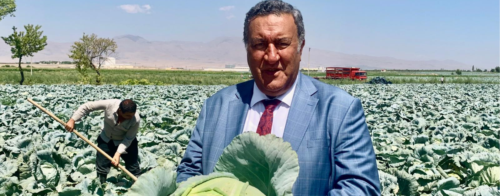 Niğde'de Lahana Hasadı Başladı
