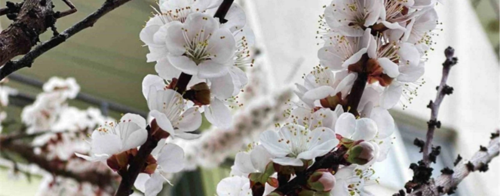 Zirai Don Destek Ödemeleri Yapılıyor