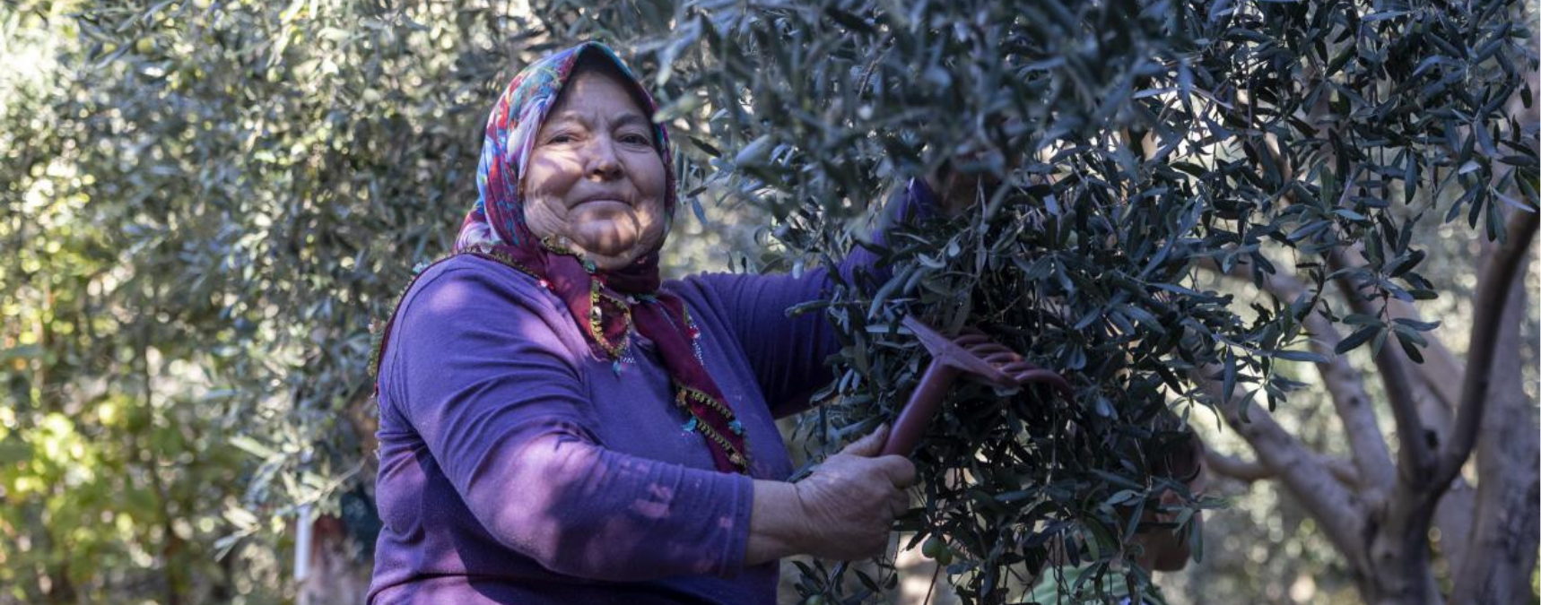 Tarlada İzi Olan Kadınların Büyükşehir İle Yüzü Gülüyor