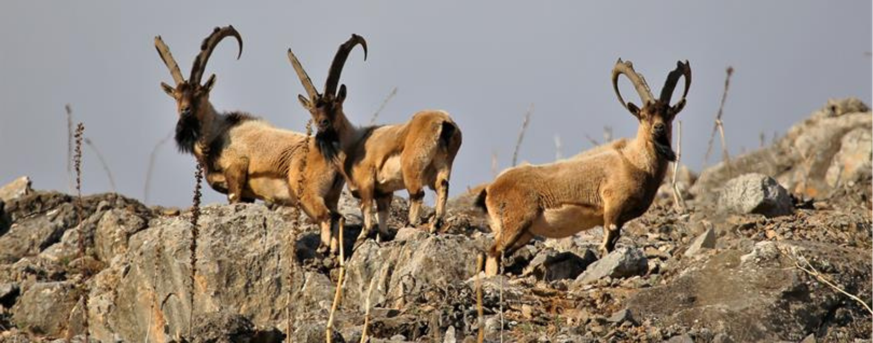 Yaban Hayatı Ranta Kurban Edilmesin
