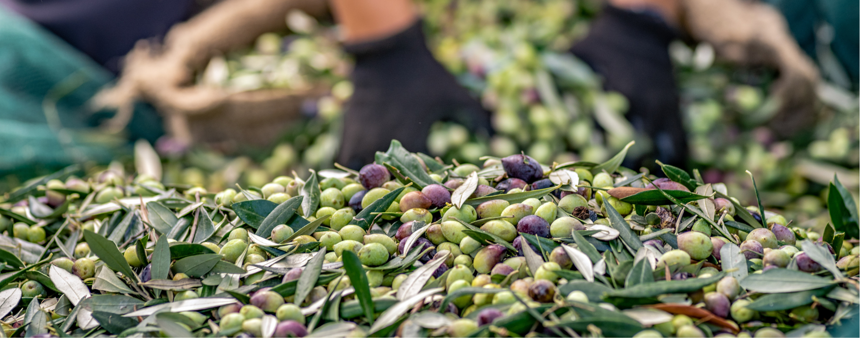 Sofralık Zeytin İhracatında Tarihi Rekor
