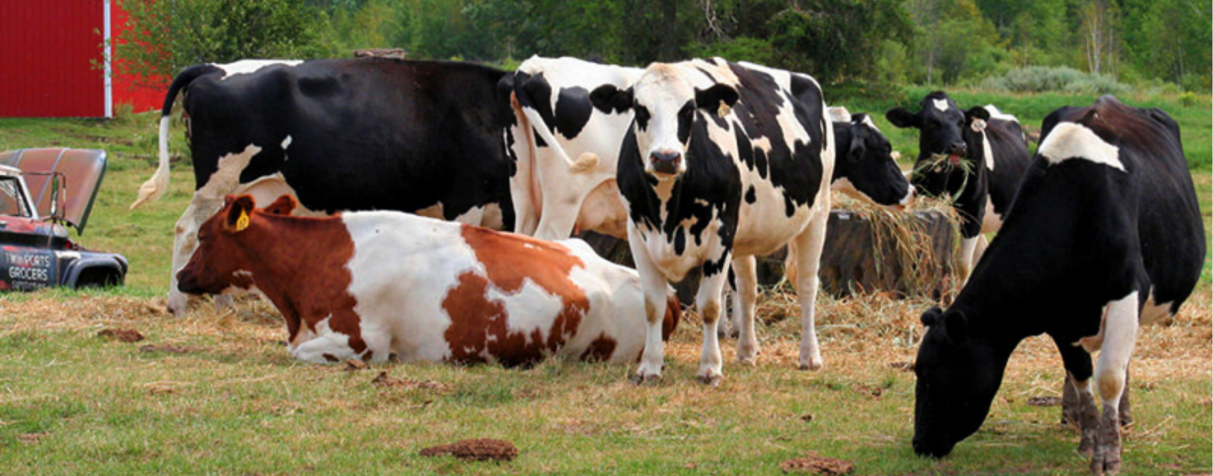 Bakanlıktan Şap Hastalığı İle İlgili Bir Açıklama Yapıldı