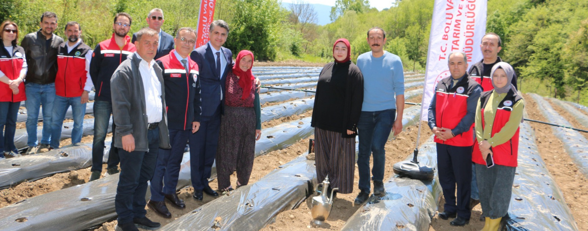 Çilek Fideleri Toprakla Buluştu
