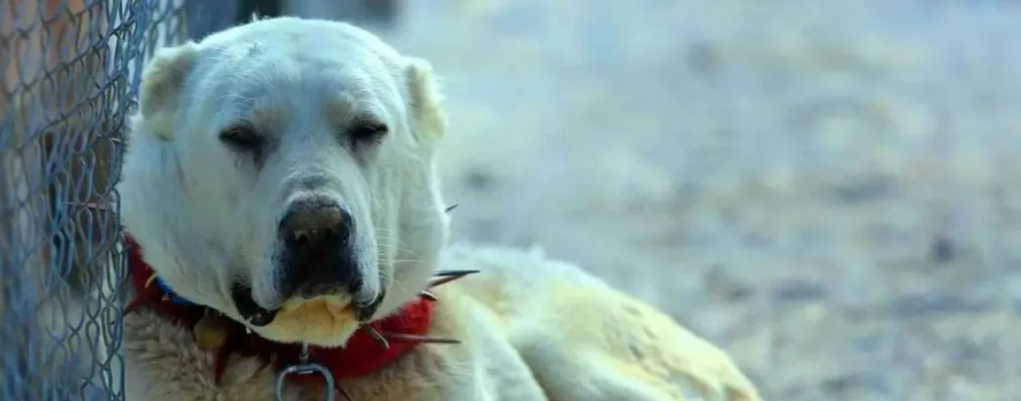 Akbaş Çoban Köpekleri İçin Önemli Protokol