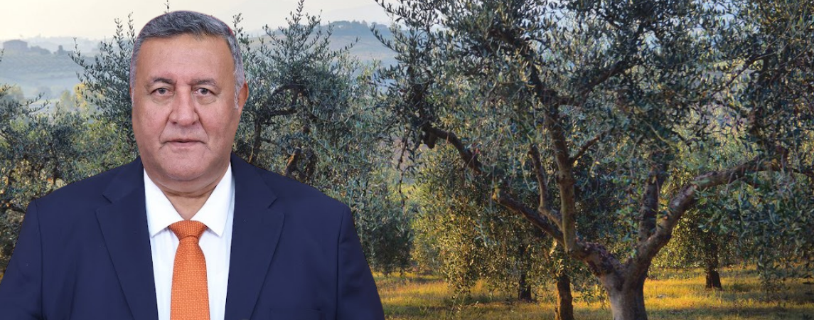 Zeytinlikler Madenciliğe Feda Ediliyor!