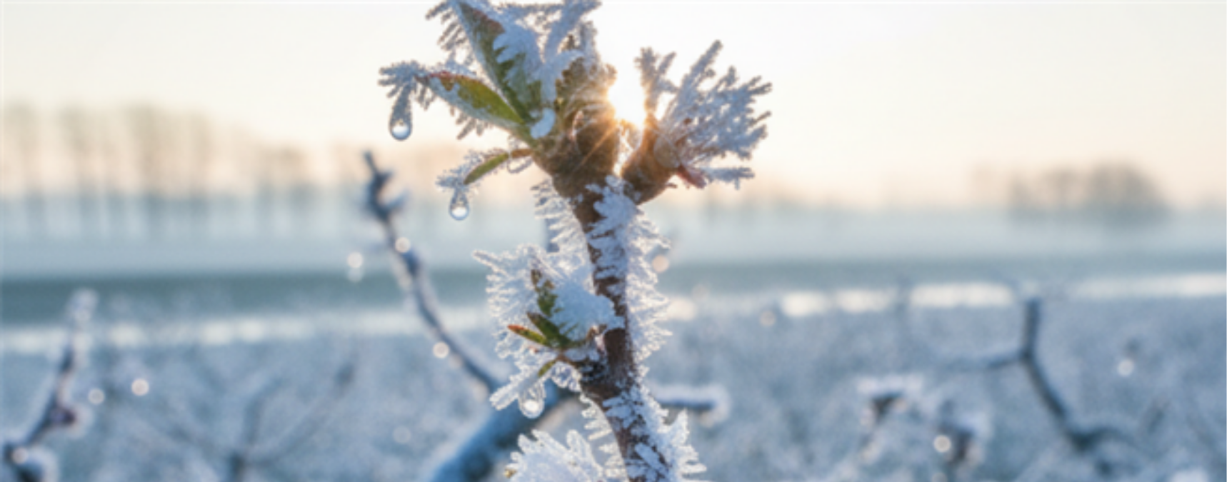 Tarım Sigortası Kapsamında 11.6 Milyar TL Tazminat Ödendi