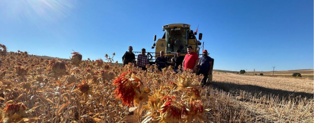 Tarladan Sofralara Aspir Yağı