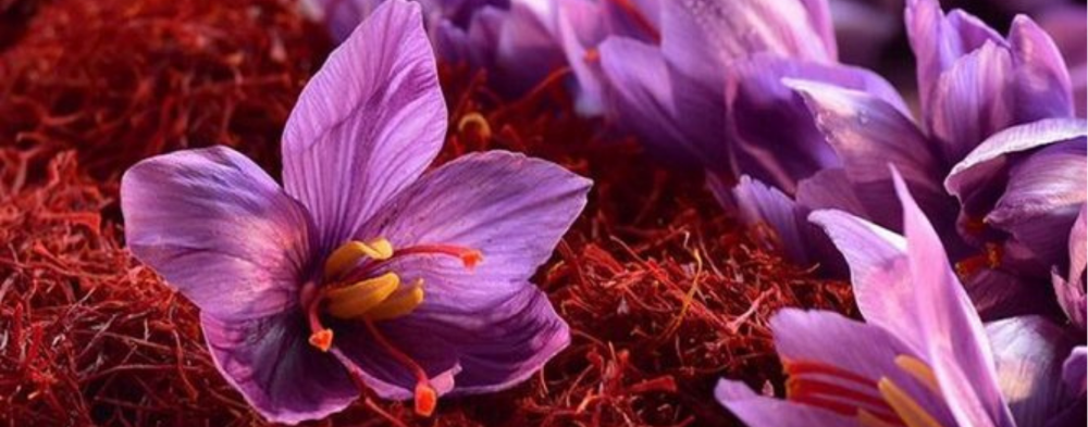 Eskişehir Türkiye’nin En Büyük Safran Şehri Olacak