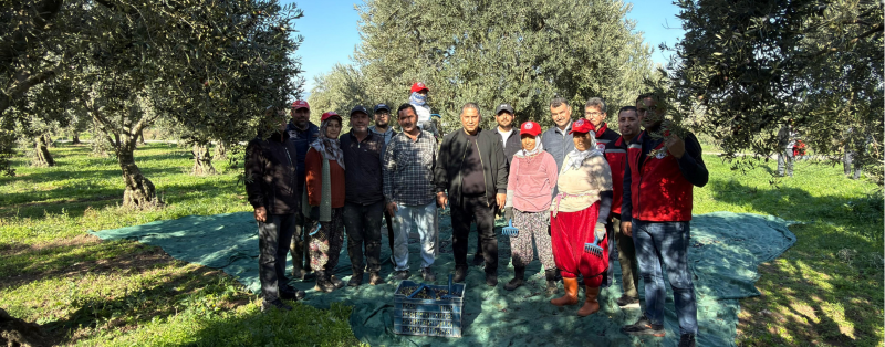 Akhisar'da Zeytin Hasadı Sürüyor